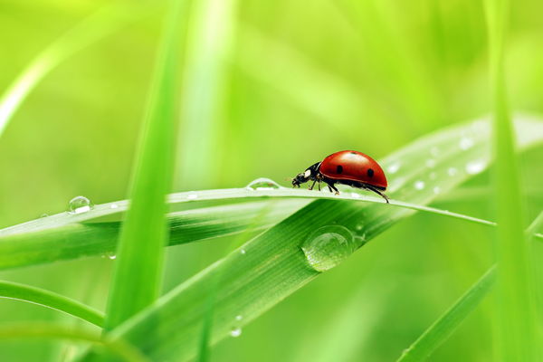 Ein Marienkäfer auf einem Grashalm mit Wassertropfen